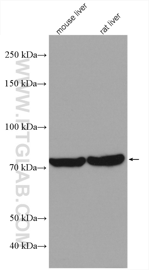TGM7 Polyclonal antibody