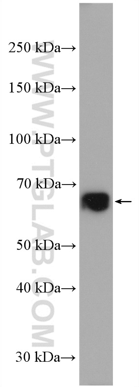 C17orf80 Polyclonal antibody