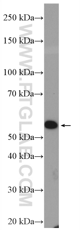 HSPBAP1 Polyclonal antibody
