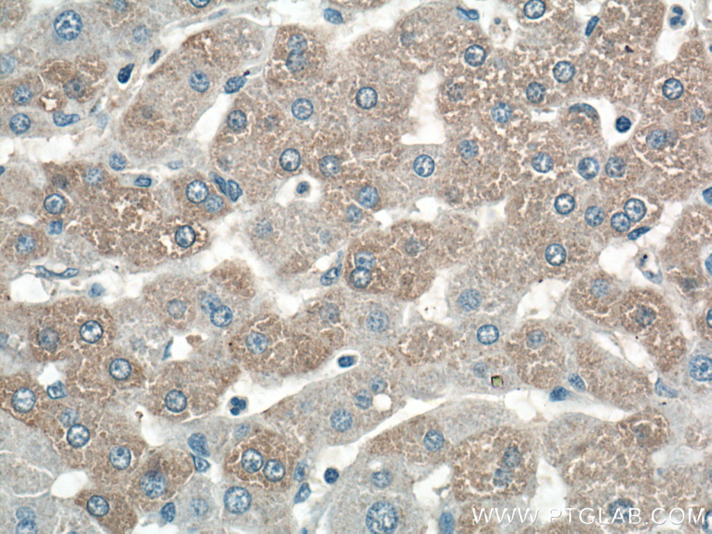 C7orf43 Polyclonal antibody