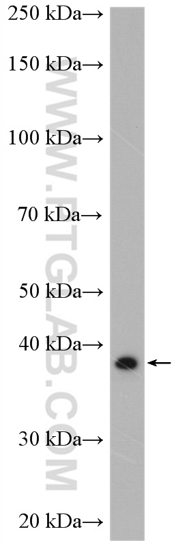 RyDEN Polyclonal antibody