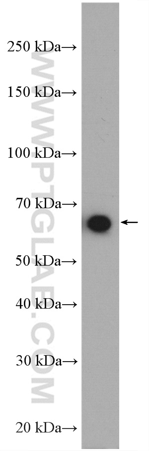 KIAA2013 Polyclonal antibody