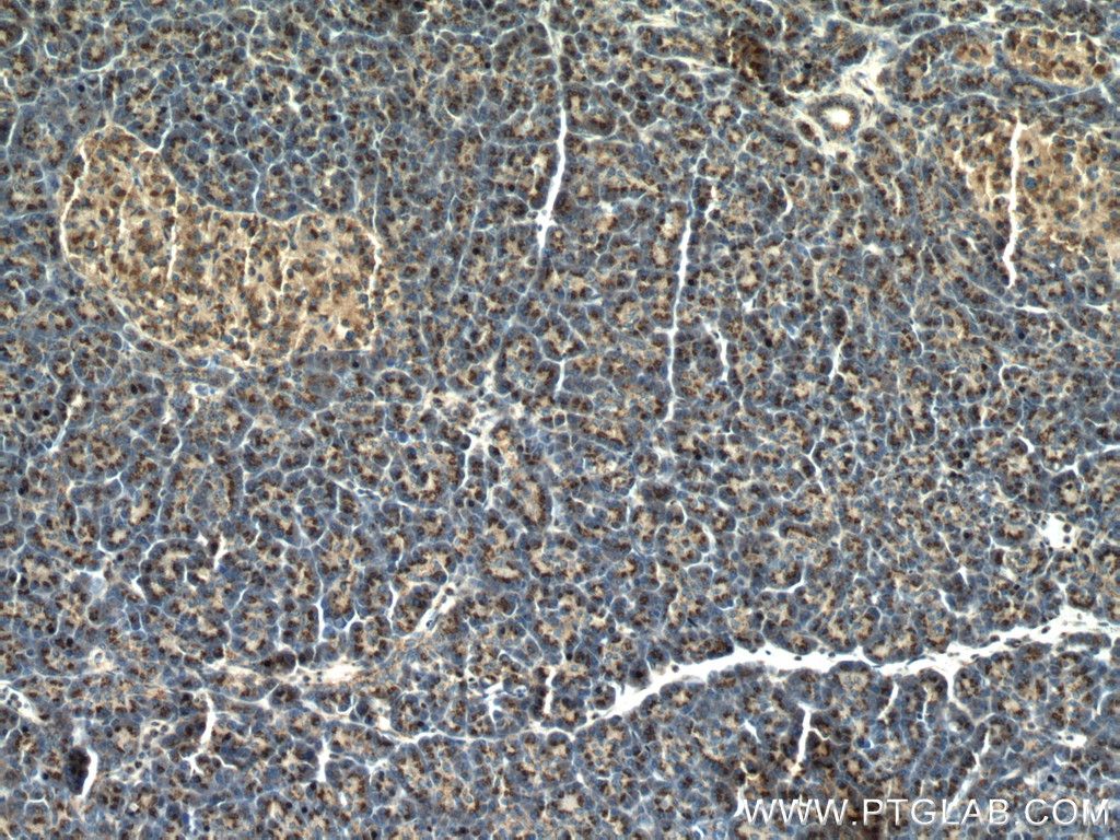 PRRC1 Polyclonal antibody