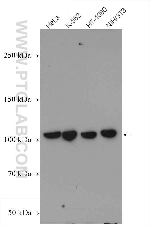 CRM1 Polyclonal antibody