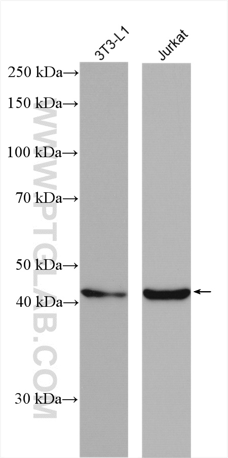WNT1 Polyclonal antibody