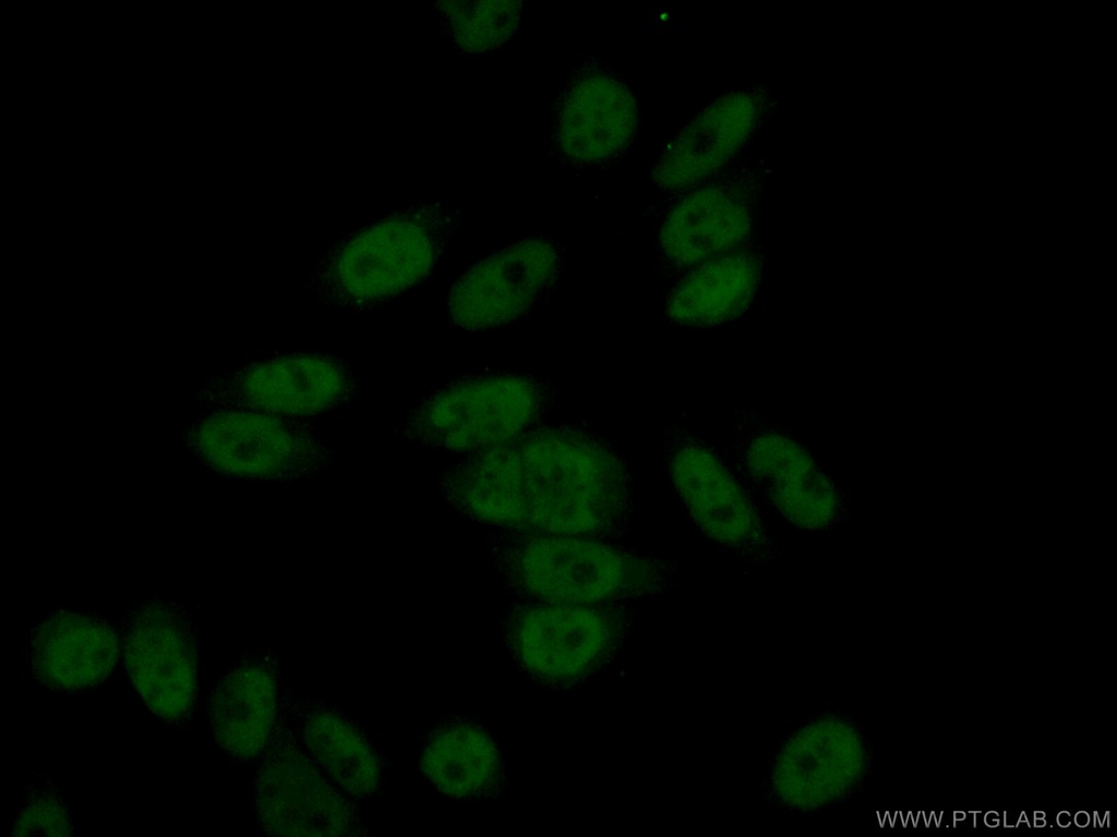 NOSIP Polyclonal antibody