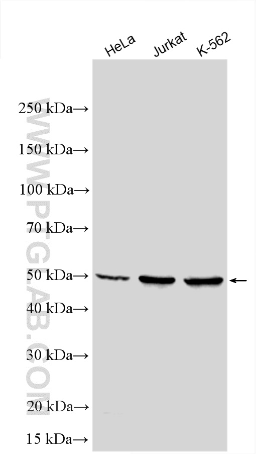VRK1 Polyclonal antibody