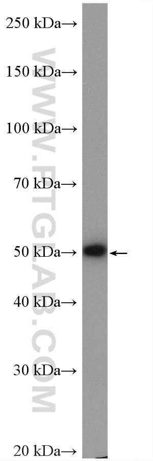 C2orf56 Polyclonal antibody