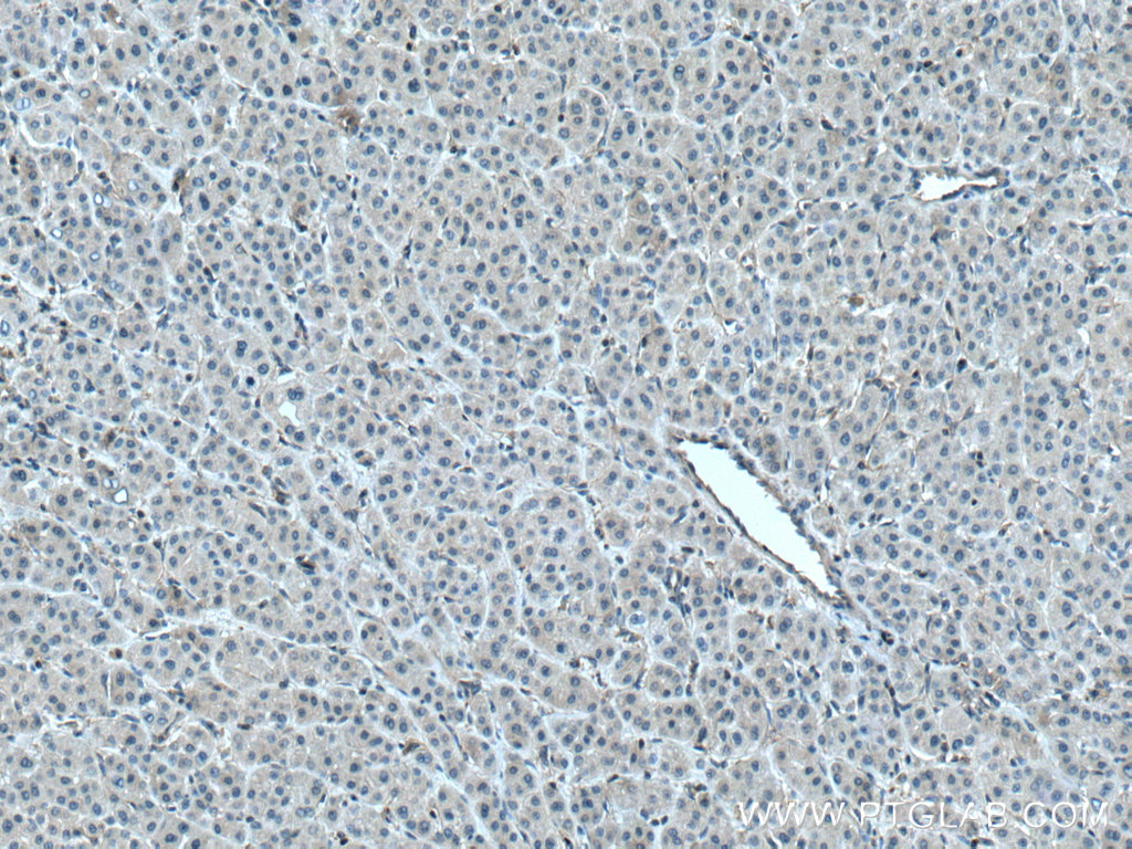 PLSCR3 Polyclonal antibody