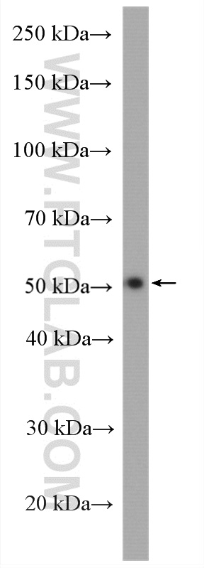 PPARD Polyclonal antibody