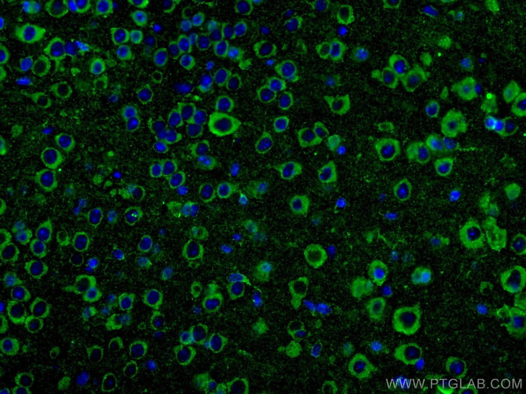 FAM135B Polyclonal antibody