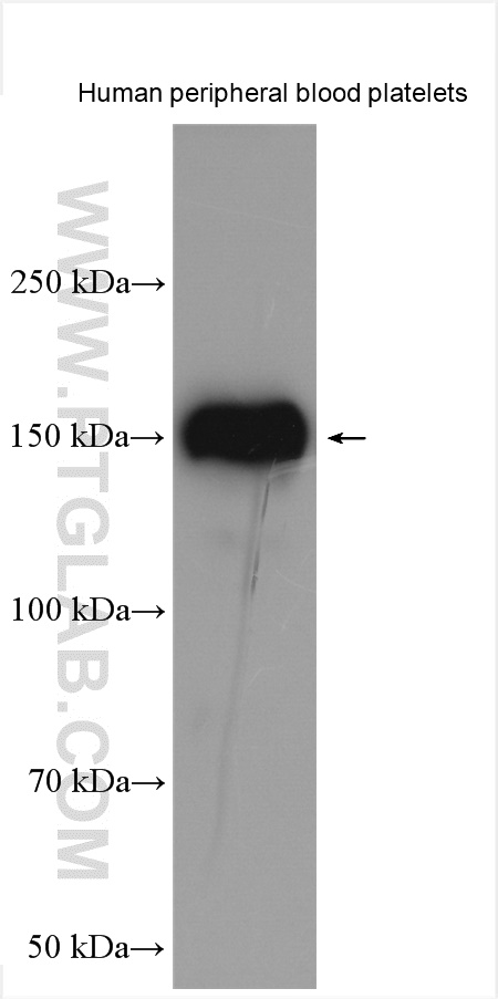 PEAR1 Polyclonal antibody