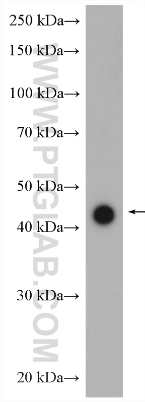 DRD4 Polyclonal antibody