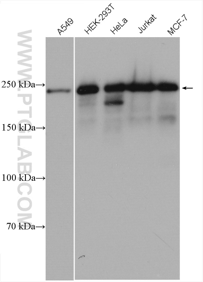 SFRS2IP Polyclonal antibody