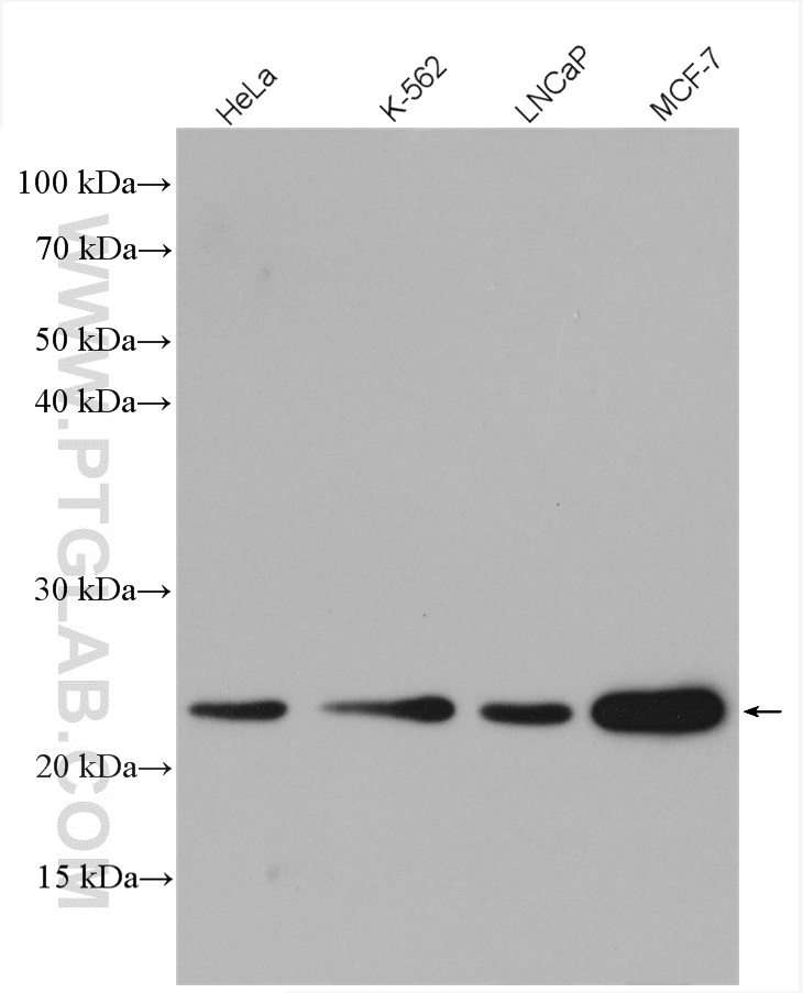 UQCC Polyclonal antibody