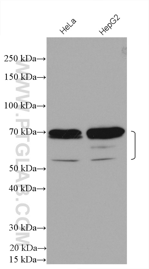 ZBTB7B Polyclonal antibody