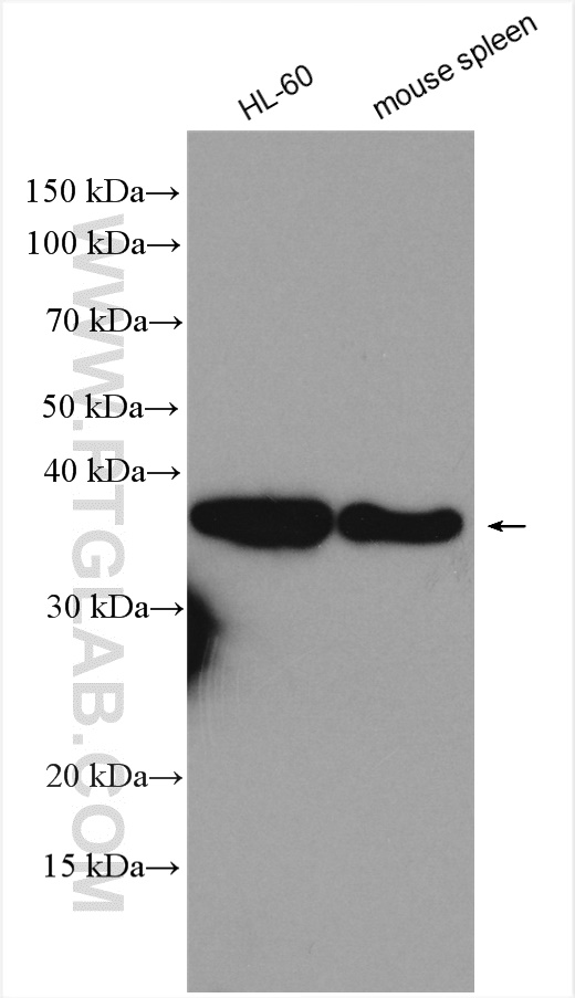 ARGLU1 Polyclonal antibody