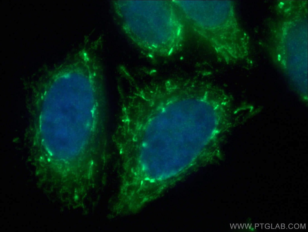 MRPL39 Polyclonal antibody