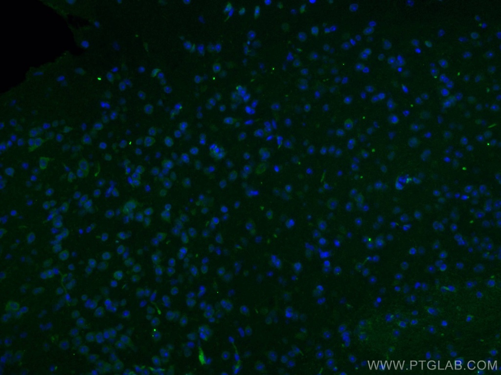 NET1 Polyclonal antibody