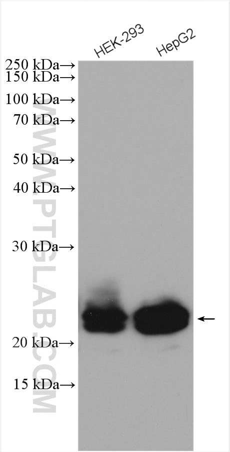 RAB43 Polyclonal antibody