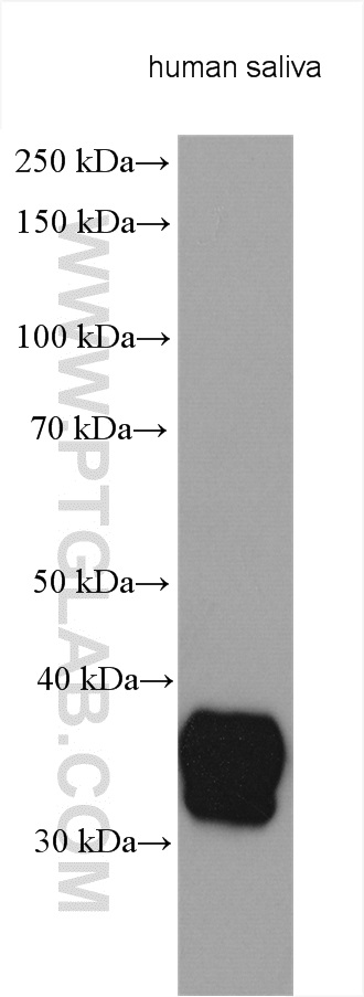 BPIFA2 Polyclonal antibody