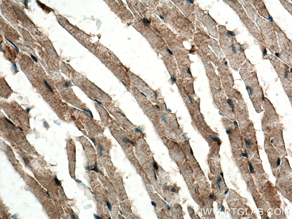 MFN2 Polyclonal antibody
