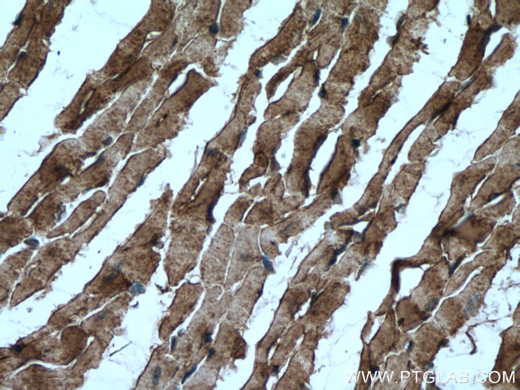 Caveolin-3 Polyclonal antibody