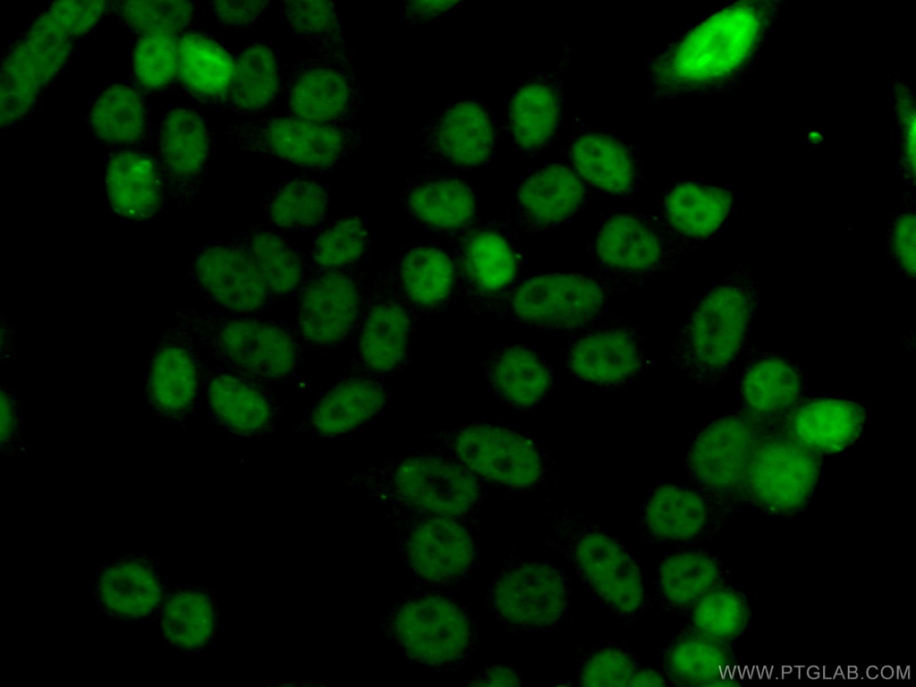 TH1L Polyclonal antibody