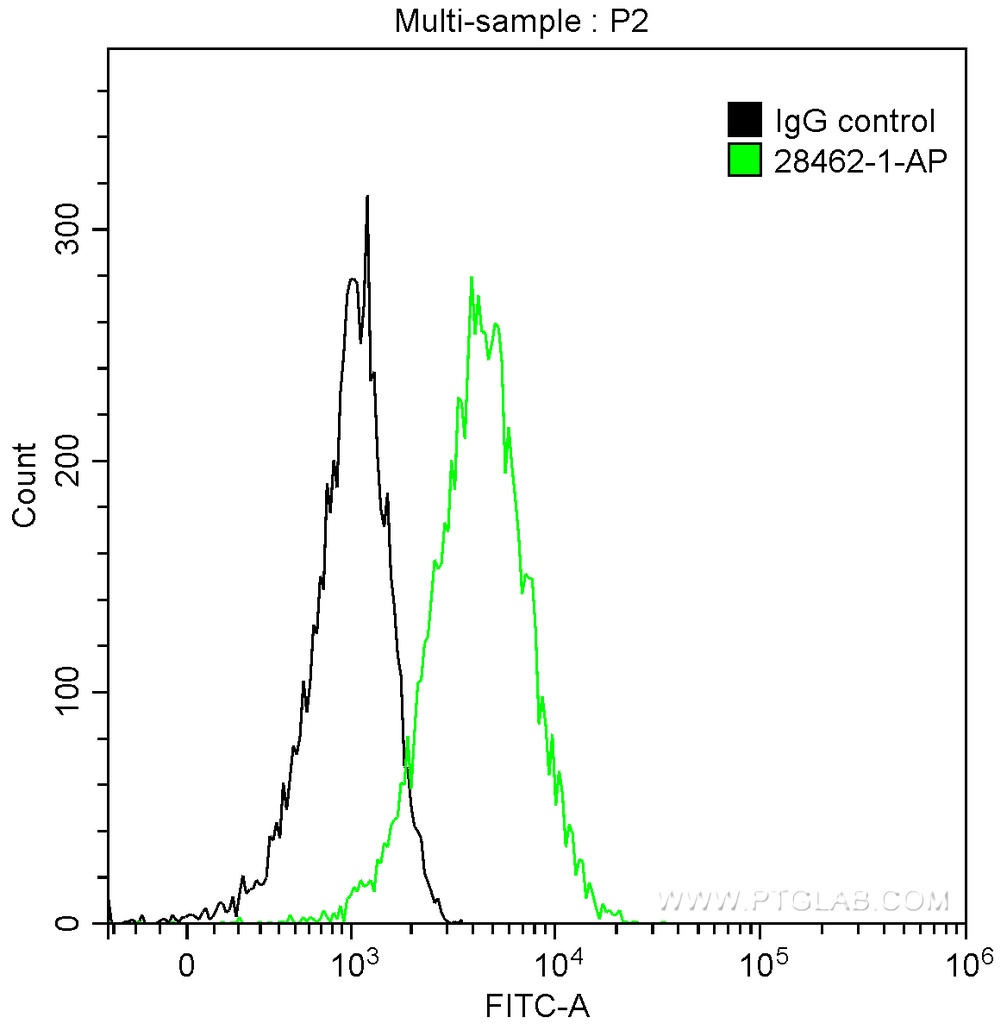 Involucrin Polyclonal antibody