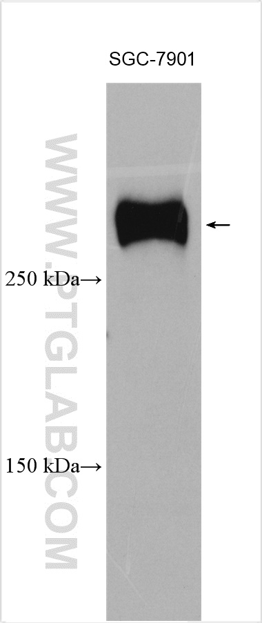 FLNC Polyclonal antibody