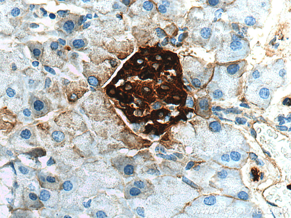 Ins1 Polyclonal antibody