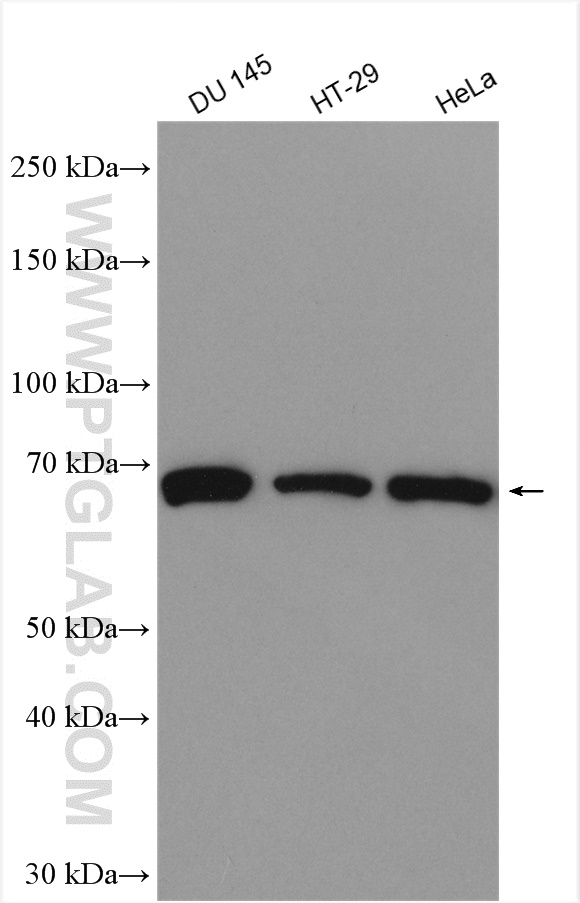 TRABD2B Polyclonal antibody