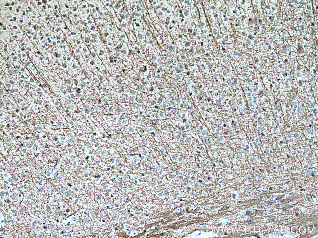 MOG Polyclonal antibody
