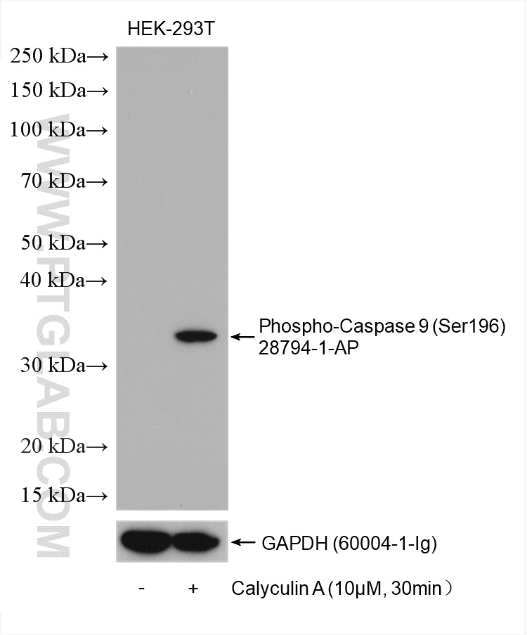 Phospho-Caspase 9 (Ser196) Polyclonal antibody