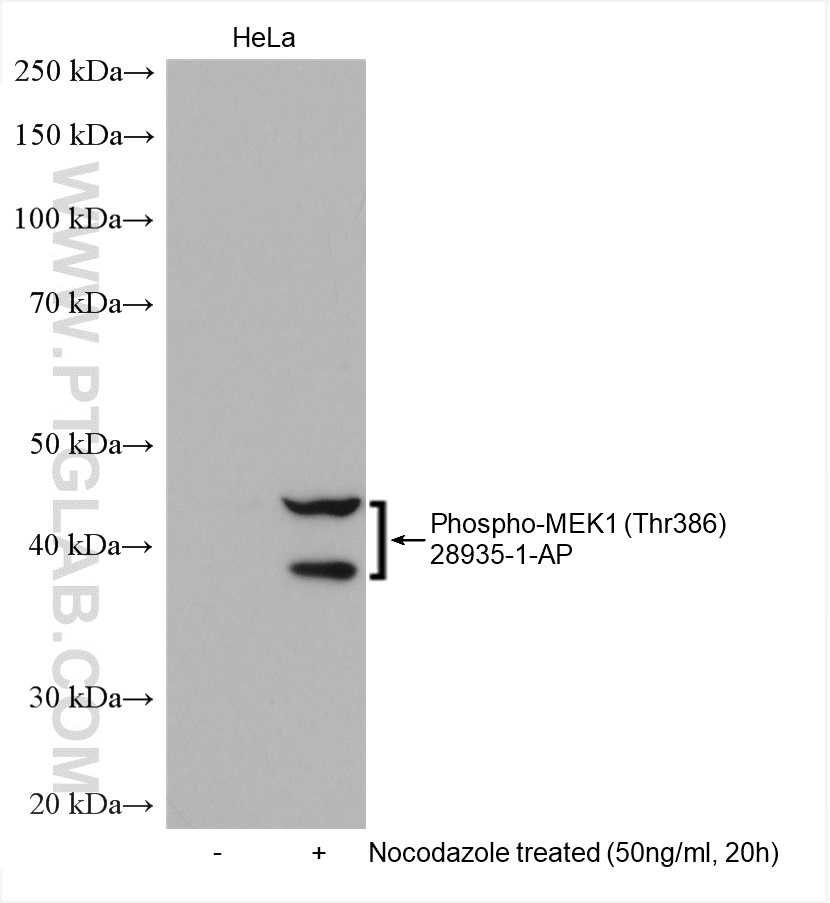 Phospho-MEK1 (Thr386) Polyclonal antibody