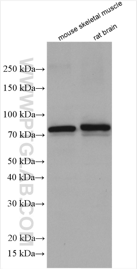 PADI2 Polyclonal antibody