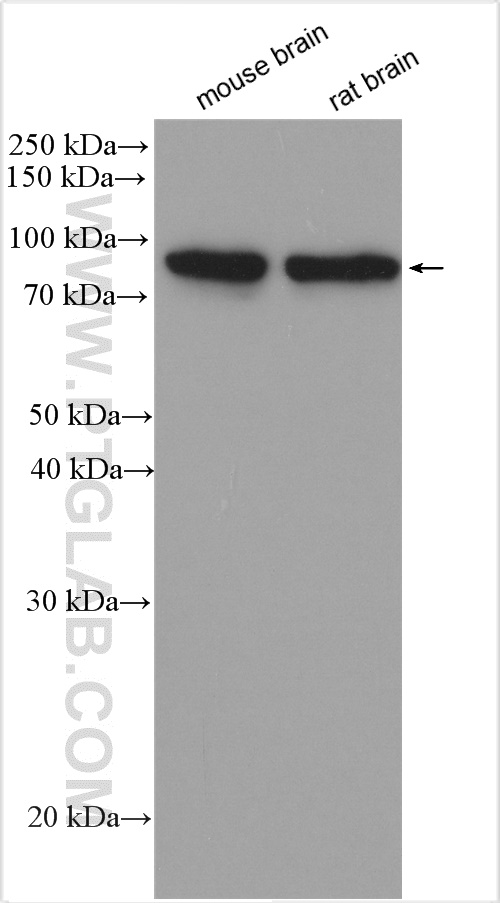 PKC Gamma Polyclonal antibody