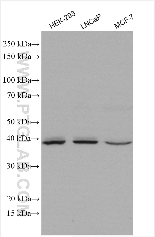 HOMER2 Polyclonal antibody