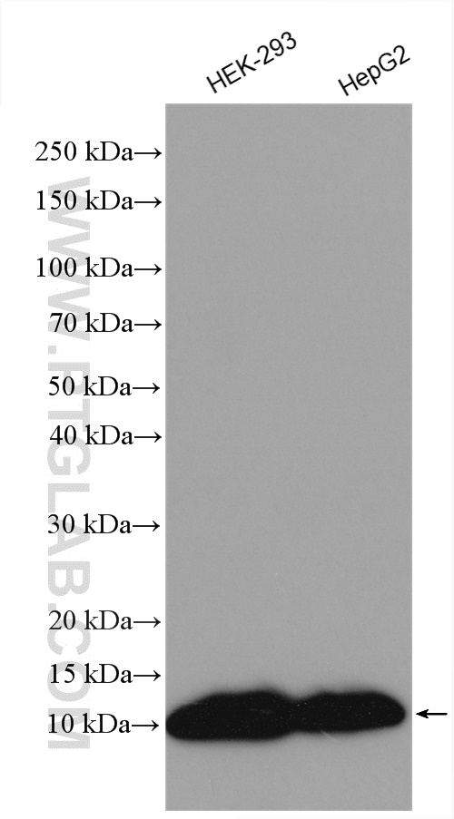 MT-ATP8 Polyclonal antibody