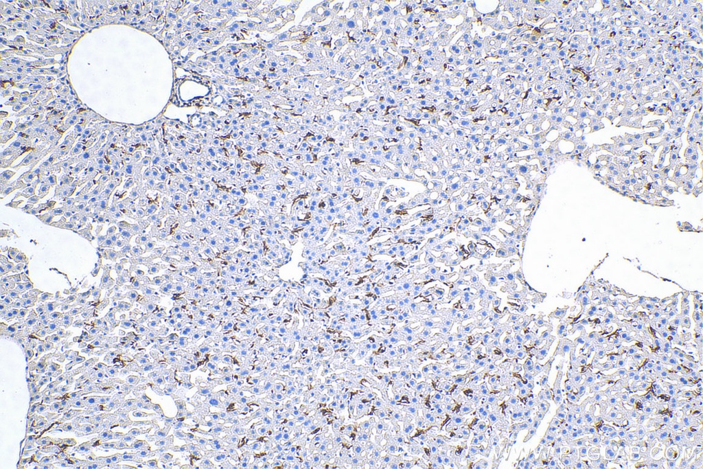 F4/80 Polyclonal antibody