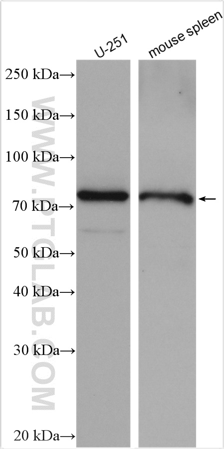NHLRC2 Polyclonal antibody