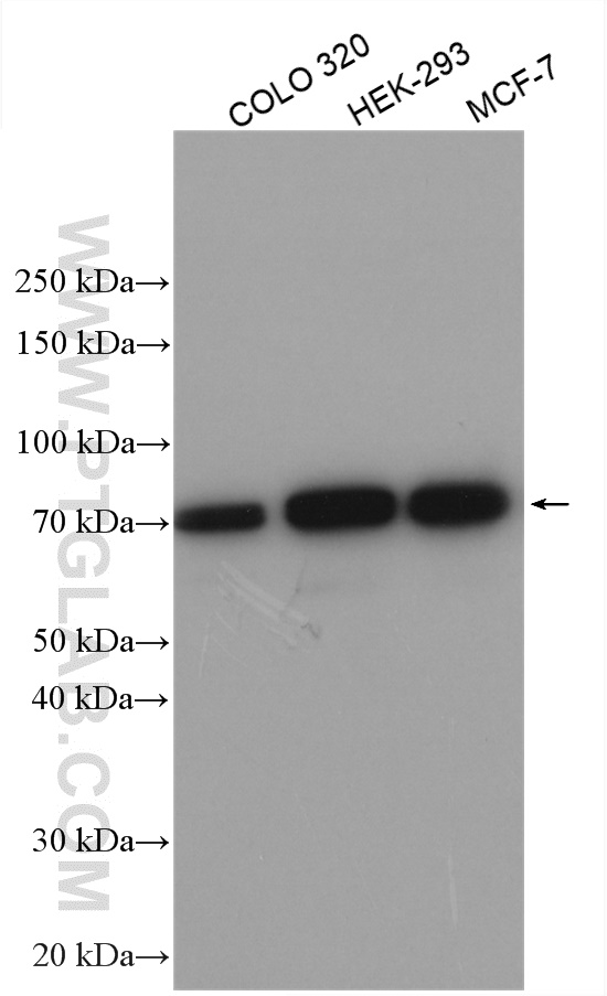 ATG16L1 Polyclonal antibody