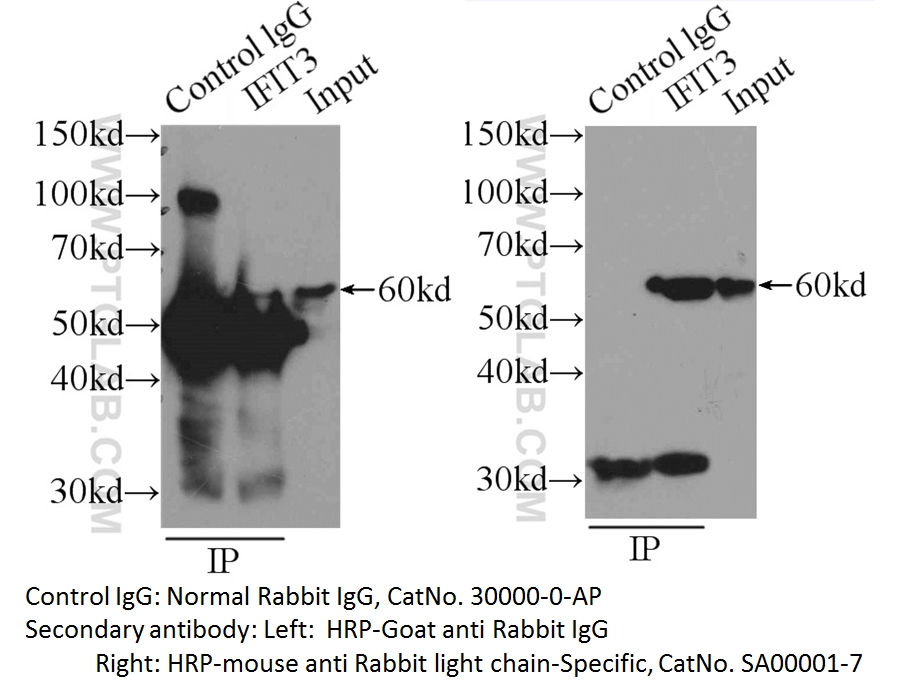 IgG control Polyclonal antibody
