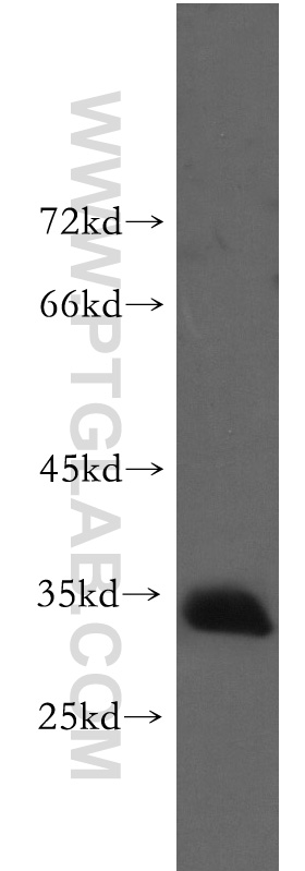 Prnd Polyclonal antibody