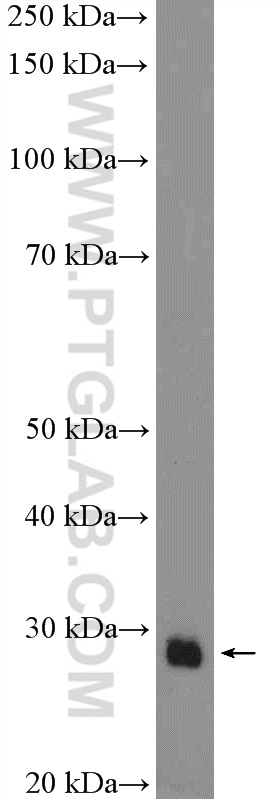 SOX21 Polyclonal antibody