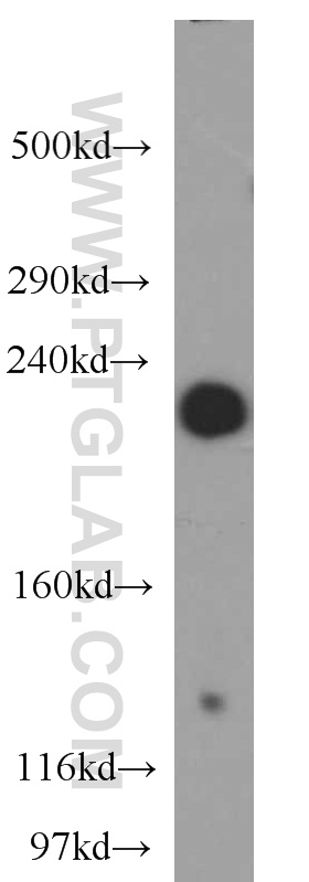 AF-6 Polyclonal antibody