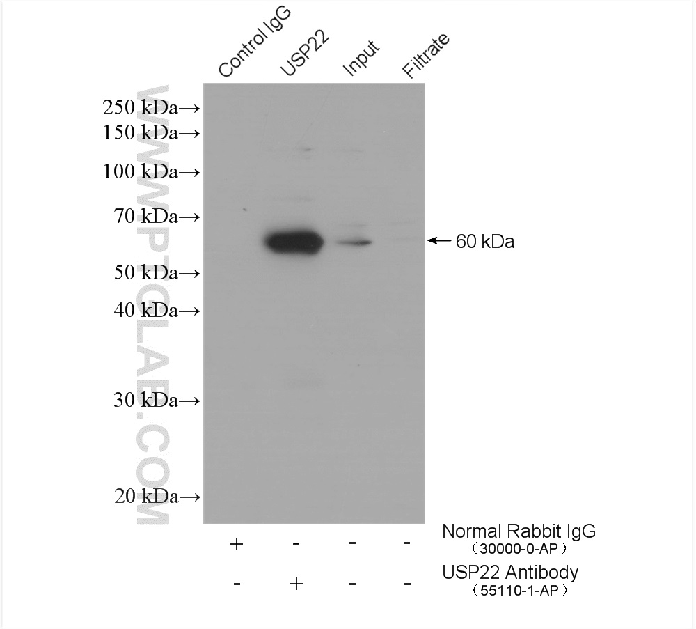 USP22 Polyclonal antibody