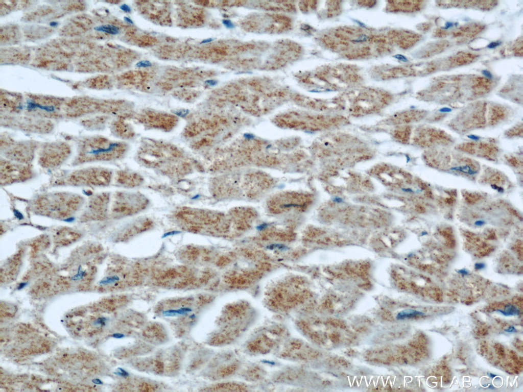 XDH Polyclonal antibody