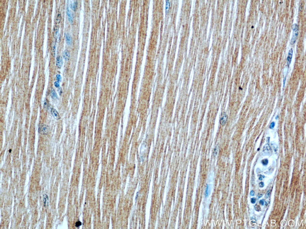 ATP1A2-Specific Polyclonal antibody