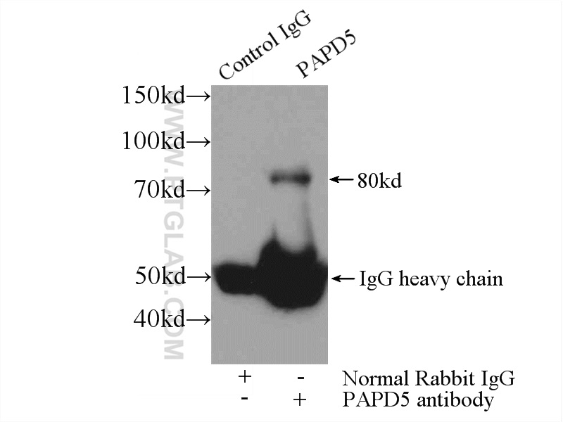 PAPD5 Polyclonal antibody